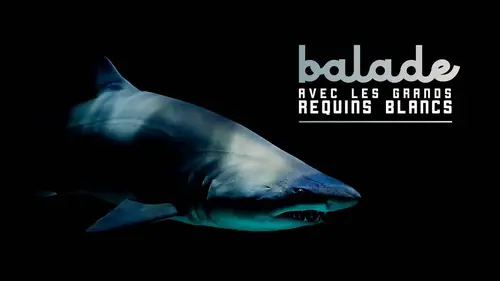 Casting Balade avec les grands requins blancs