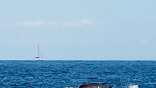 Baleines en danger
