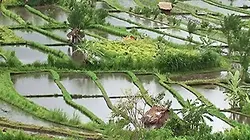 Visuel de Bali, un paradis en danger ?