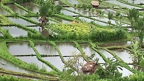 Bali, un paradis en danger ?