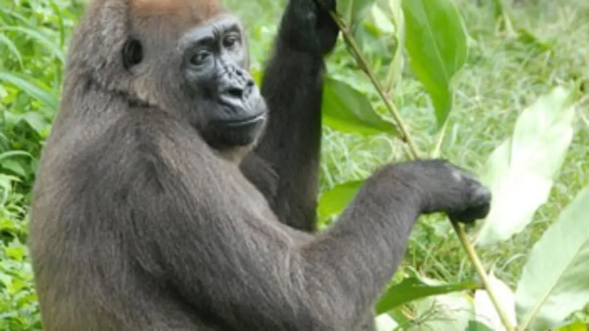 Bama et les gorilles