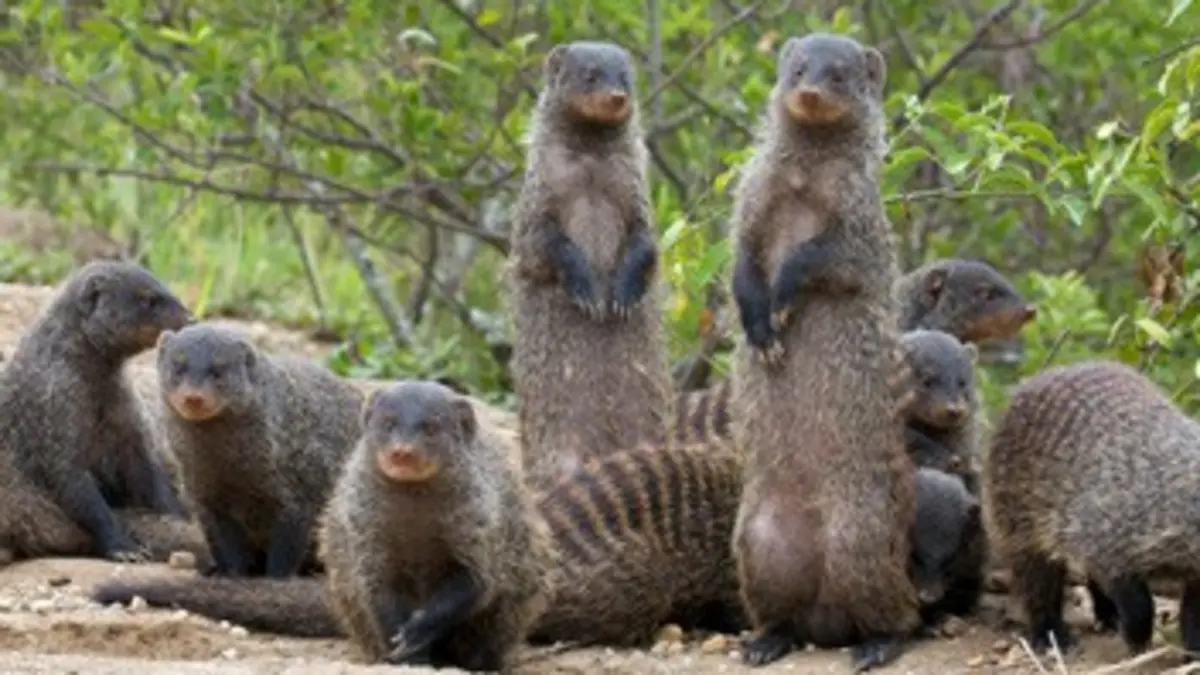 Bande de mangoustes E01 L'esprit de famille