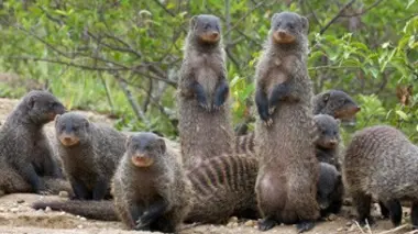 Un répit de courte durée