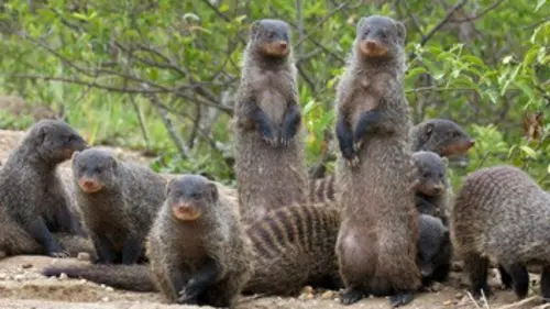 Bande de mangoustes E06 Un répit de courte durée