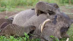 Visuel de Bande de mangoustes