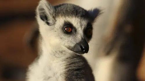 Bandes de lémuriens E05 Un triste destin