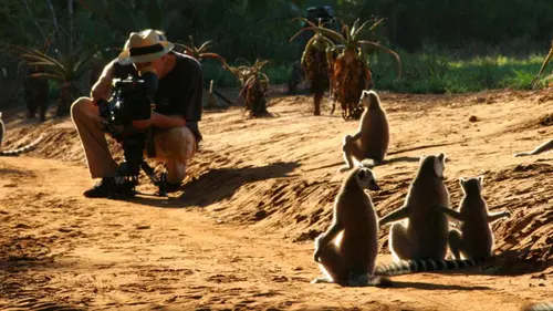 Bandes de lémuriens E06 Seul dans la forêt