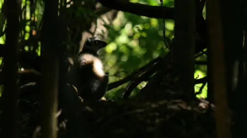 Bandes de lémuriens E17 En terre inconnue