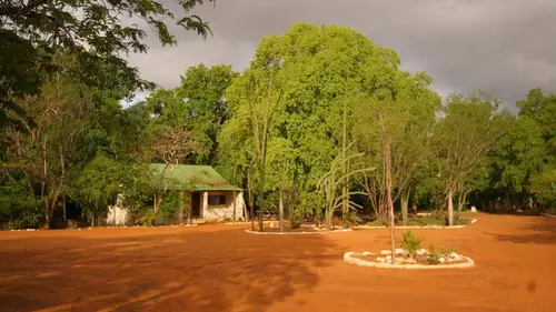 Bandes de lémuriens
