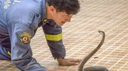 Bangkok, les chasseurs de serpents