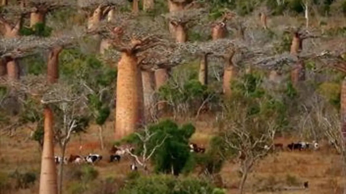 Baobabs, entre terre et mer