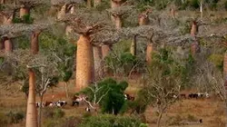 Visuel de Baobabs, entre terre et mer