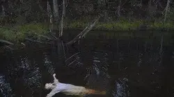 Visuel de Barkskins