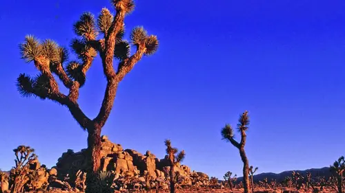 Basse Californie : la perle du Mexique