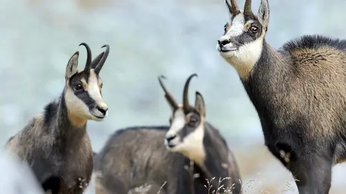 Bavière, le pays des chamois