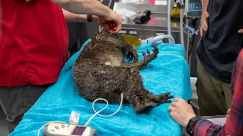 Bear, chien sauveur de koalas