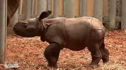 Beauval, au plus près des animaux