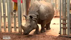 Sur RMC Life à 22h35 : Beauval, au plus près des animaux