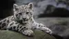 Beauval, au plus près des animaux