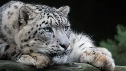 Beauval, au plus près des animaux