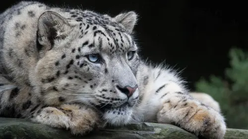 Casting Beauval, au plus près des animaux