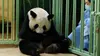 2021 • Beauval : l'incroyable aventure des nouveaux bébés pandas