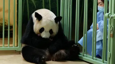 Beauval : l'incroyable aventure des nouveaux bébés pandas