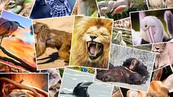 Bébé babouin et son drôle de clan