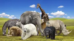 Bébé babouin et son drôle de clan