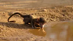 Bébé babouin et son drôle de clan