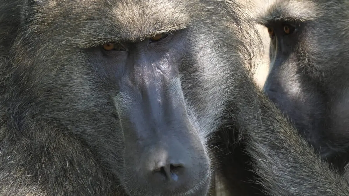 Bébé babouin et son drôle de clan