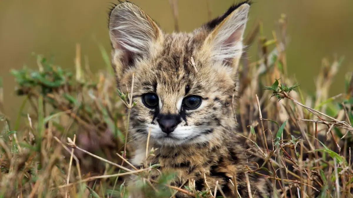 Bébés animaux S01E03 Une enfance dans la savane