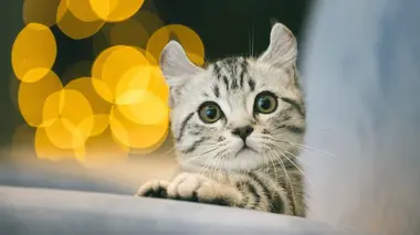 Incroyables créatures marines