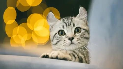 Bébés animaux à croquer Incroyables créatures marines