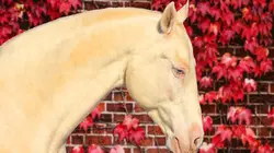 Bébés animaux à croquer  Chiots à l'état sauvage