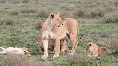 Bébés animaux de la savane