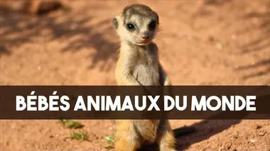 D'autres bébés animaux domestiques : Le matin