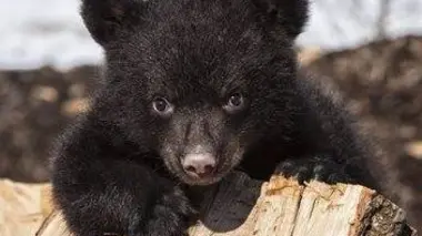 Les bébés animaux de la ville : L'après-midi