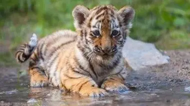 Les petits des zoos : Le matin