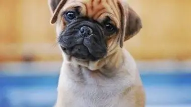 D'autres bébés animaux domestiques : L'après-midi