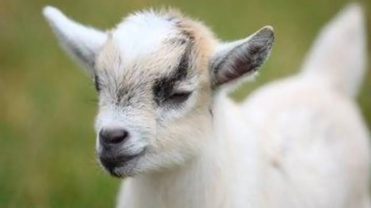 Bébés animaux du monde E16 Des bébés à la ferme l'après-midi