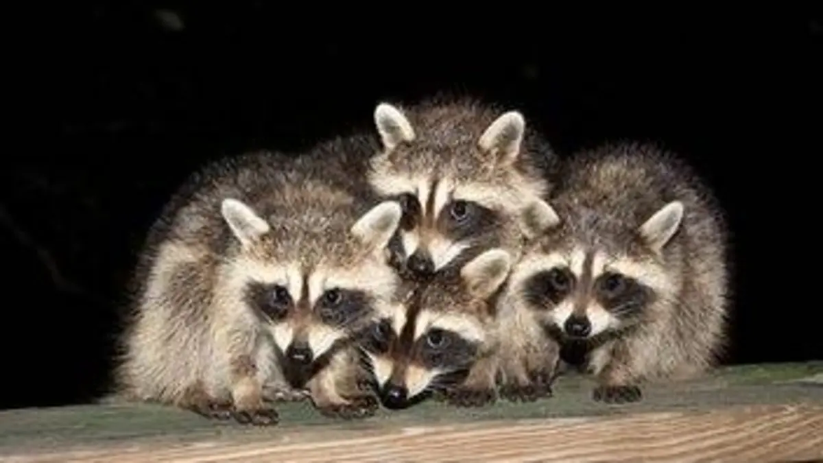 Bébés animaux du monde E18 Les bébés des villes L'après-midi
