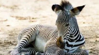 Des bébés animaux au zoo : Le matin