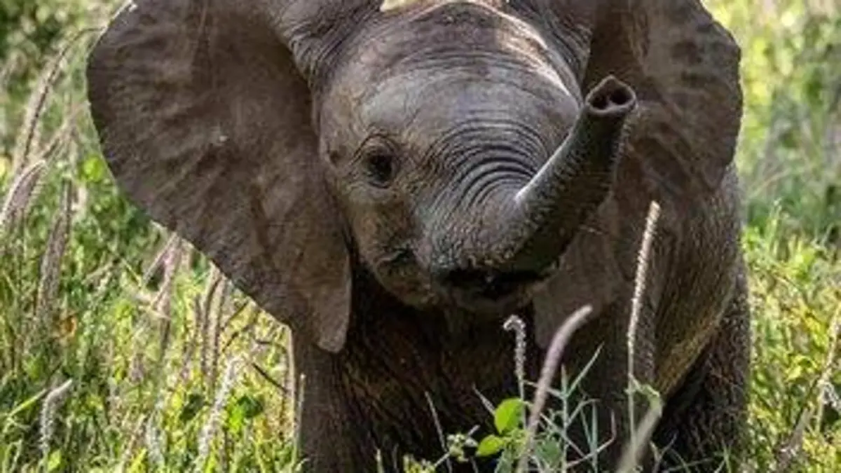 Bébés animaux du monde E20 Des bébés animaux au zoo : L'après-midi
