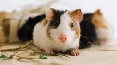 Bébés animaux domestiques : Le matin