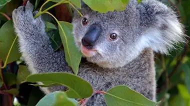 Au pays des kangourous : L'après-midi