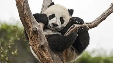 Les petits de la forêt : L'après-midi