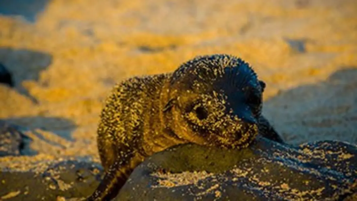 Bébés animaux du monde sauvage E03 Les bébés de la plage : Le matin