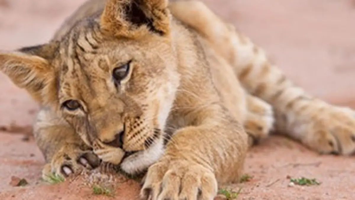 Bébés animaux du monde sauvage E06 La savane africaine : L'après-midi