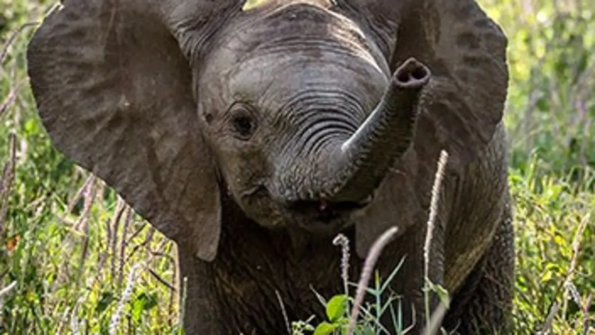 Bébés animaux du monde sauvage E09 Les bébés de la jungle : Le matin